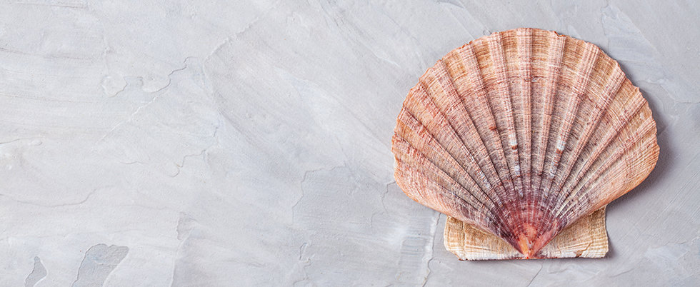 Top view to scallop shell over the grey background. Minimalist summer seaside vacation concept. 