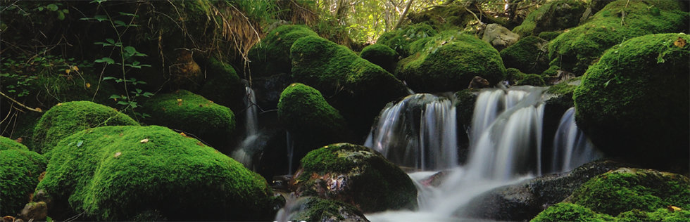 Imagen de la reserva natural de Muniellos. en Asturias. Foto: muniellos.es