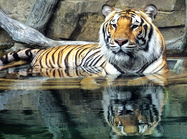 Según el calendario chino, 2022 es el año del tigre.