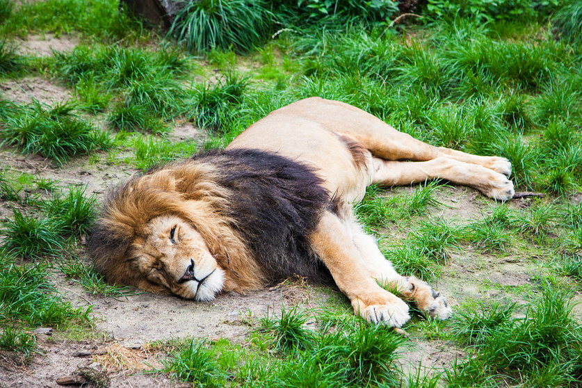 Sleeping Lion.