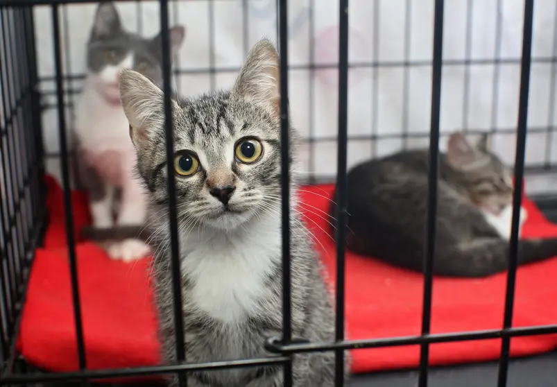 Little homeless kittens in the cage of the animal shelter