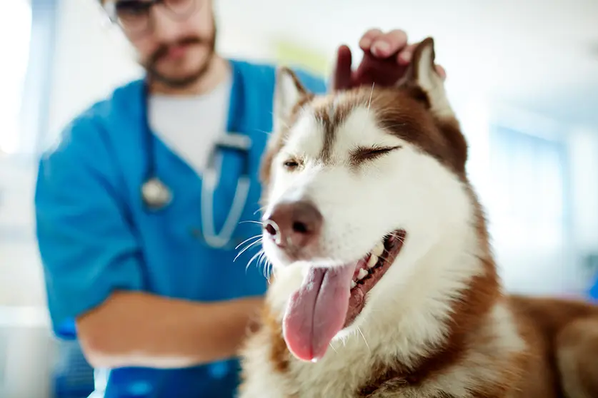 Cute husky enjoying while veterinarian cuddling him