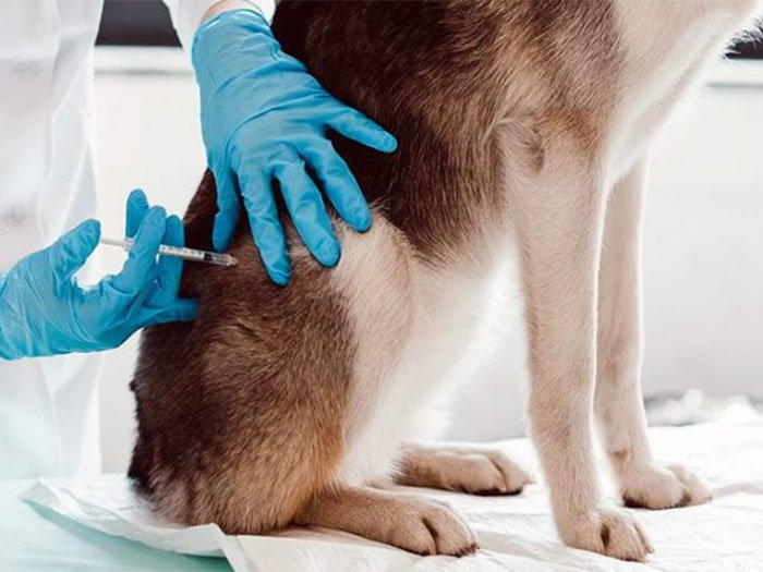 vacuna perros