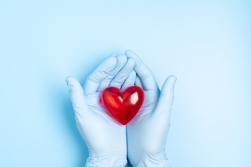 The hand wearing blue medical glove holding a red heart model for concept doctors treat and care for patients with heart or cardiology heart disease.