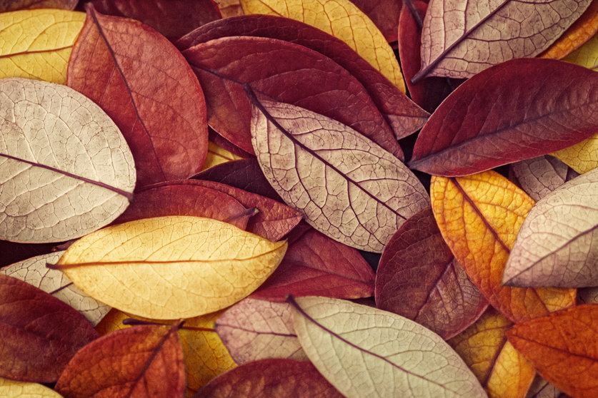 autumnal background of fallen leaves in brown and yellow colors